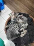 Lily e Lana