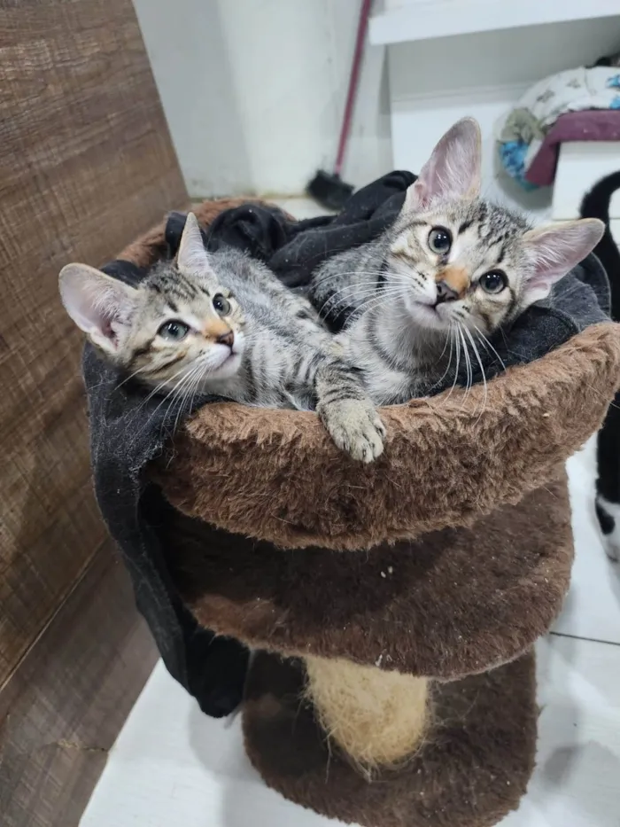 Gato ra a Srd idade 2 a 6 meses nome Lily e Lana