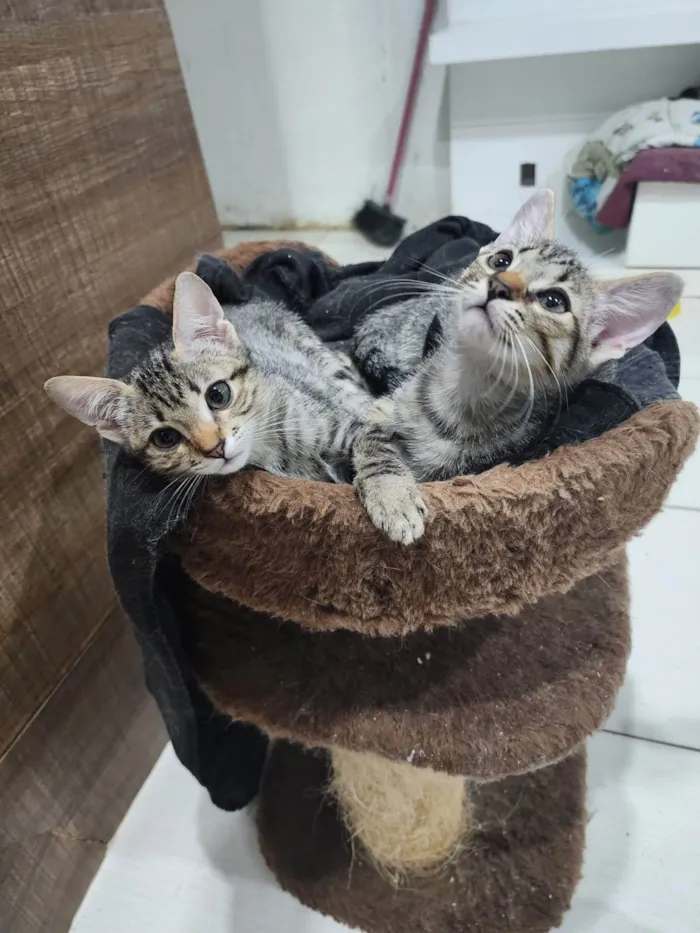 Gato ra a Srd idade 2 a 6 meses nome Lily e Lana