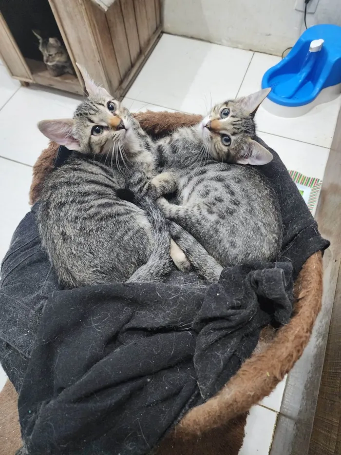 Gato ra a Srd idade 2 a 6 meses nome Lily e Lana
