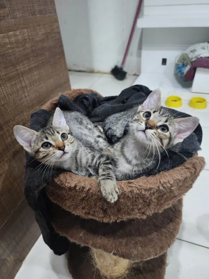 Gato ra a Srd idade 2 a 6 meses nome Lily e Lana