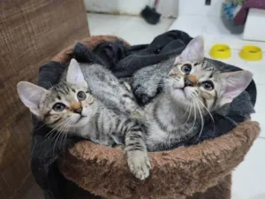 Gato raça Srd idade 2 a 6 meses nome Lily e Lana