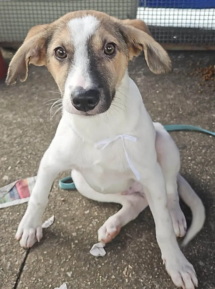 Cachorro ra a SRD idade 2 a 6 meses nome Pitoco