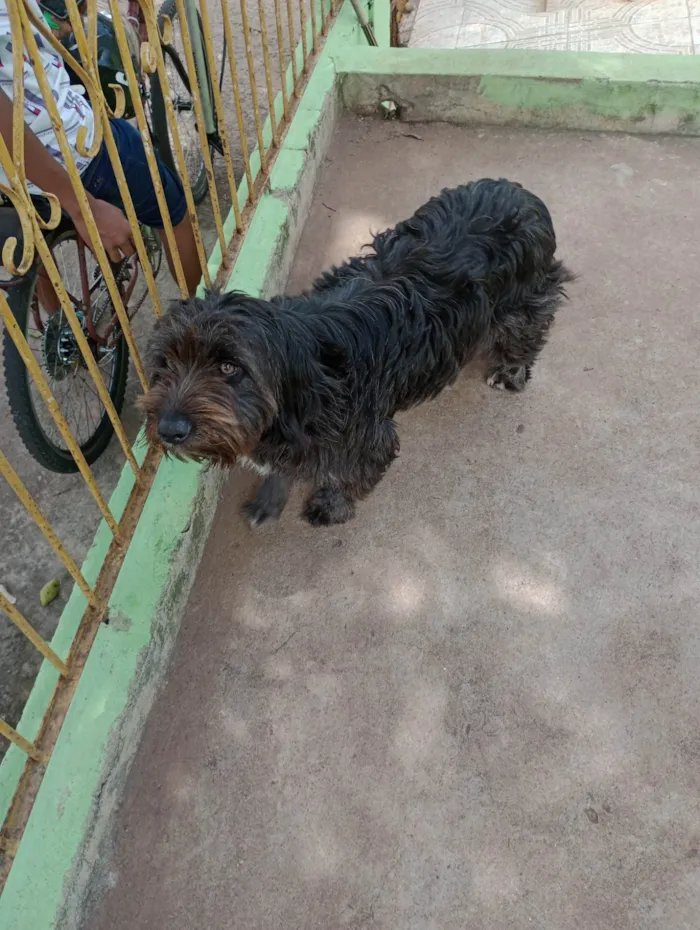 Cachorro ra a SRD-ViraLata idade  nome Lupin