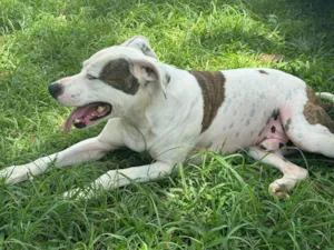 Cachorro raça Pit-Bull idade 2 anos nome Theo 