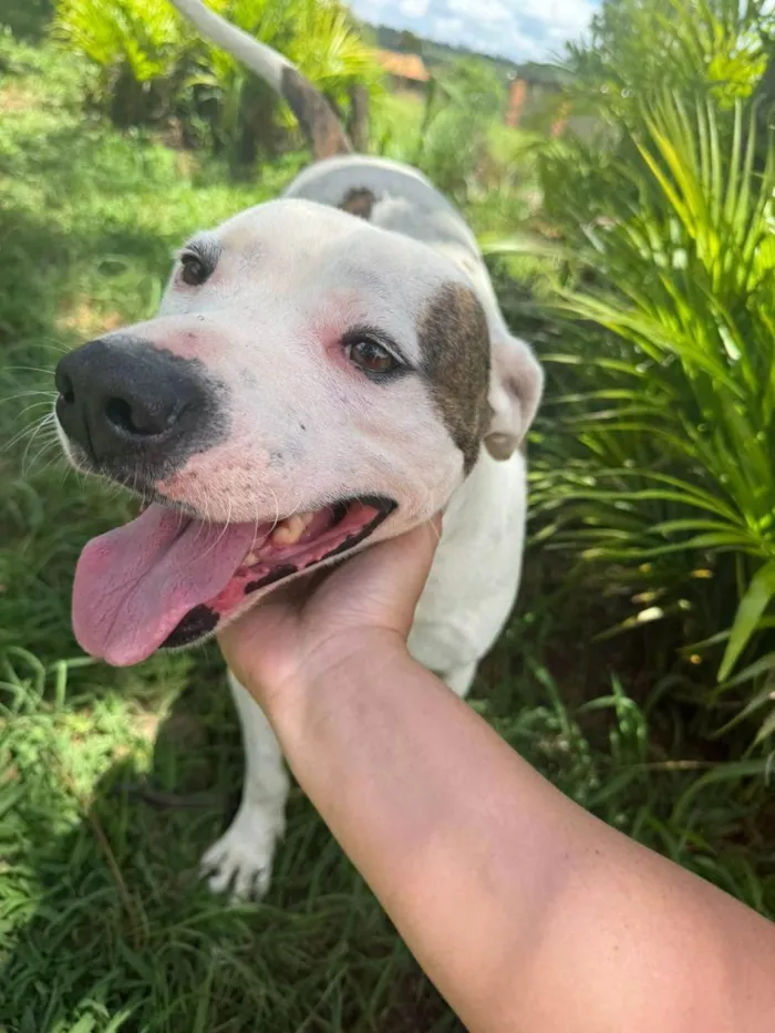 Cachorro ra a Pit-Bull idade 2 anos nome Theo 