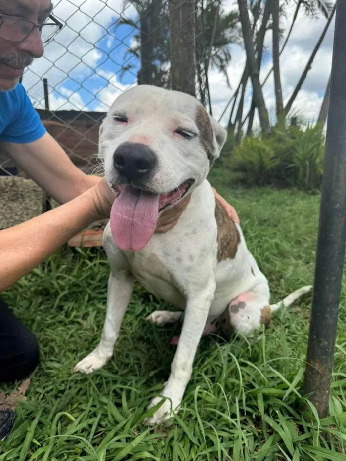 Cachorro ra a Pit-Bull idade 2 anos nome Theo 