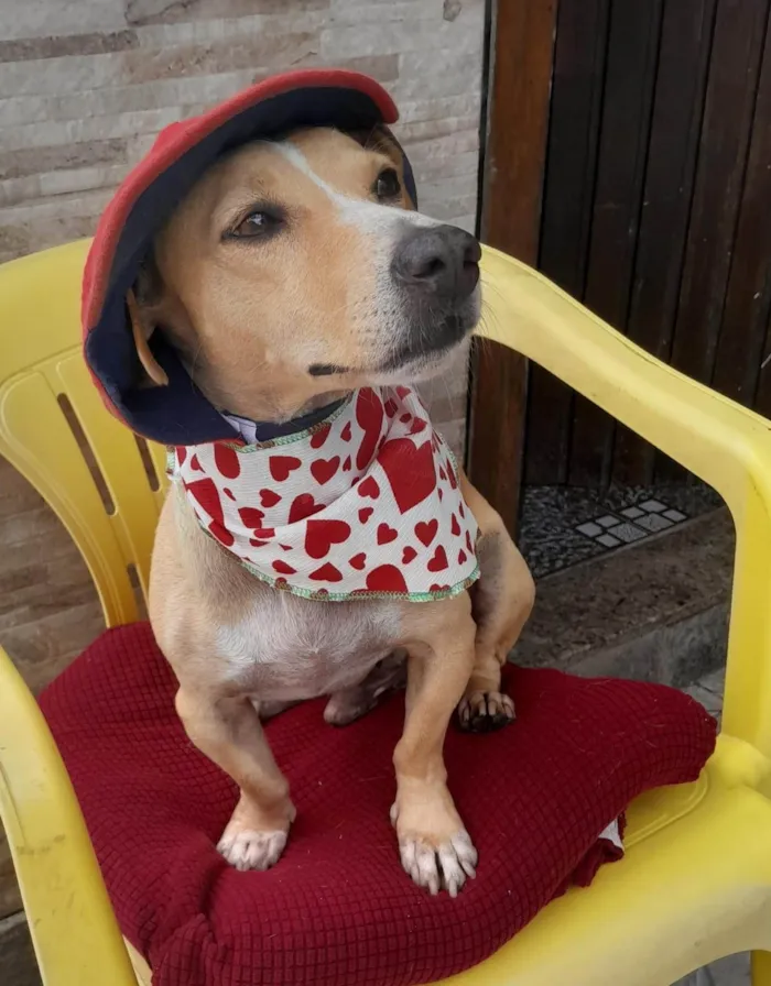 Cachorro ra a SRD-ViraLata idade 1 ano nome Baixinho