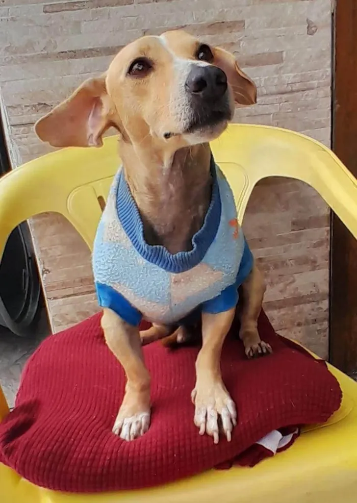 Cachorro ra a SRD-ViraLata idade 1 ano nome Baixinho