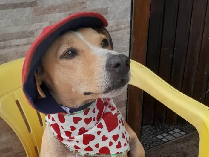 Cachorro ra a SRD-ViraLata idade 1 ano nome Baixinho