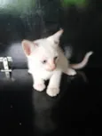 Filhotes para adoção