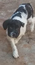 José