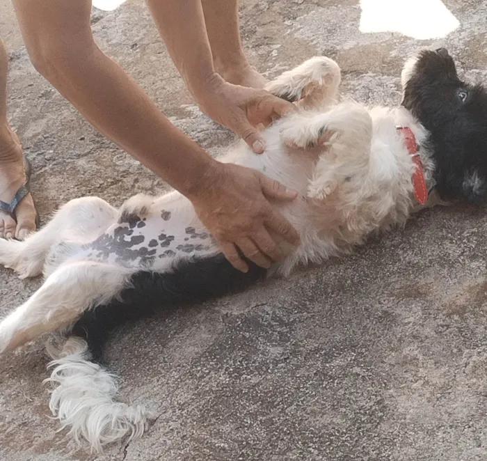 Cachorro ra a Shih Tzu, Lhasa Apso (Mistura) idade 7 a 11 meses nome José