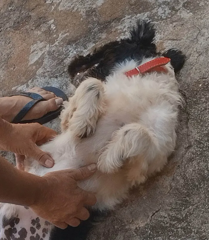 Cachorro ra a Shih Tzu, Lhasa Apso (Mistura) idade 7 a 11 meses nome José