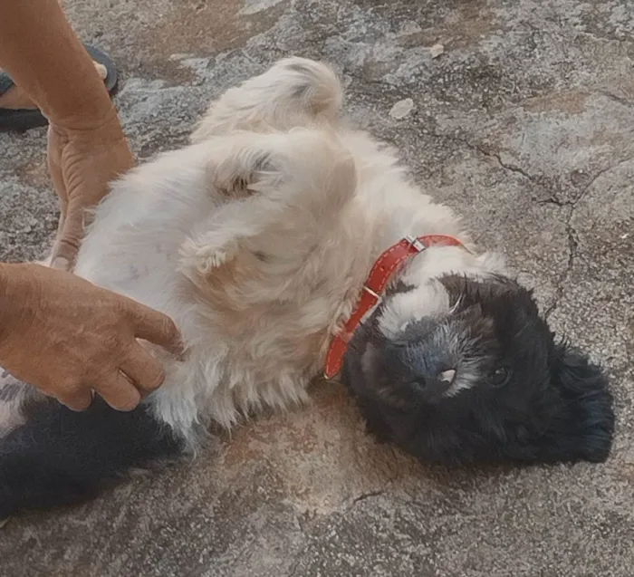 Cachorro ra a Shih Tzu, Lhasa Apso (Mistura) idade 7 a 11 meses nome José
