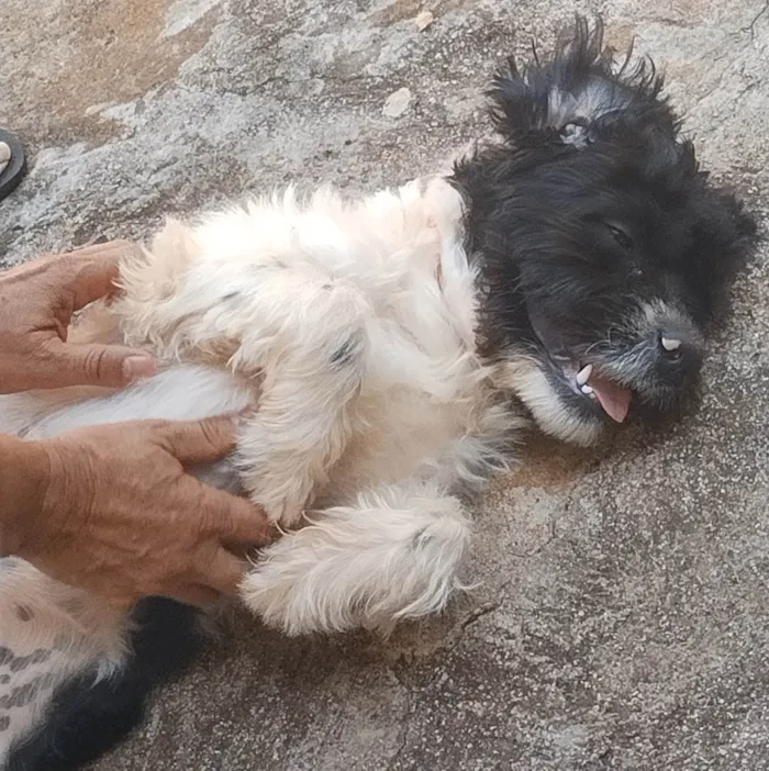 Cachorro ra a Shih Tzu, Lhasa Apso (Mistura) idade 7 a 11 meses nome José