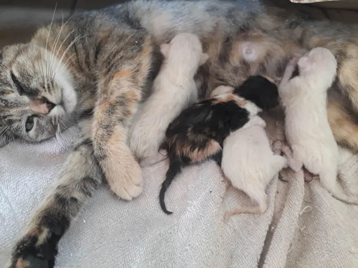 Gato ra a Siamêses mestiços idade Abaixo de 2 meses nome Ainda sem nomes