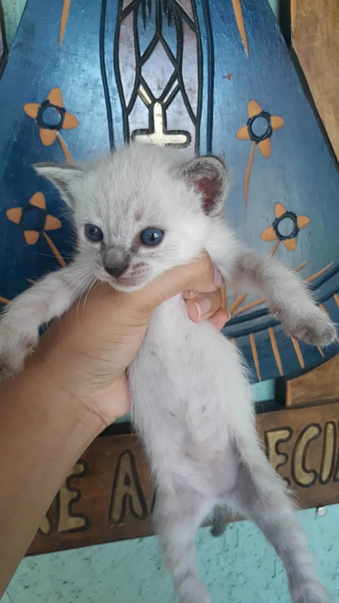 Gato ra a Siamêses mestiços idade Abaixo de 2 meses nome Ainda sem nomes