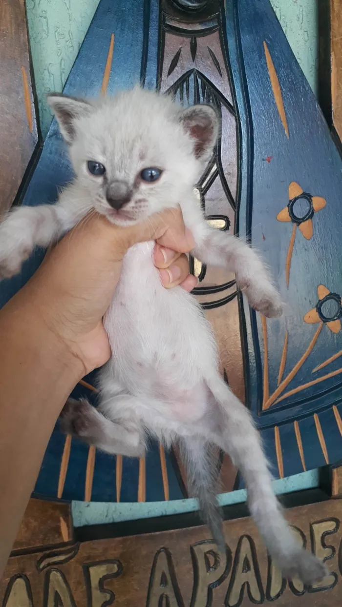 Gato ra a Siamêses mestiços idade Abaixo de 2 meses nome Ainda sem nomes