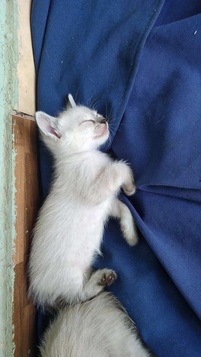 Gato ra a Siamêses mestiços idade Abaixo de 2 meses nome Ainda sem nomes