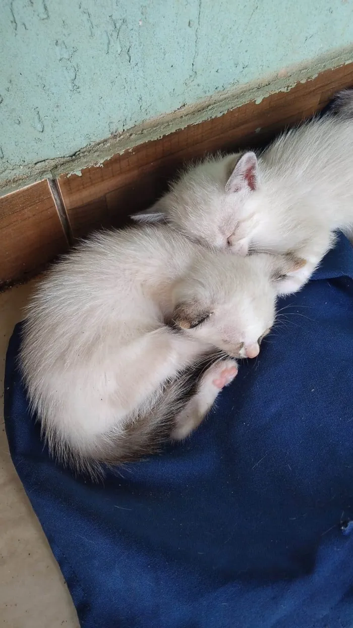 Gato ra a Siamêses mestiços idade Abaixo de 2 meses nome Ainda sem nomes