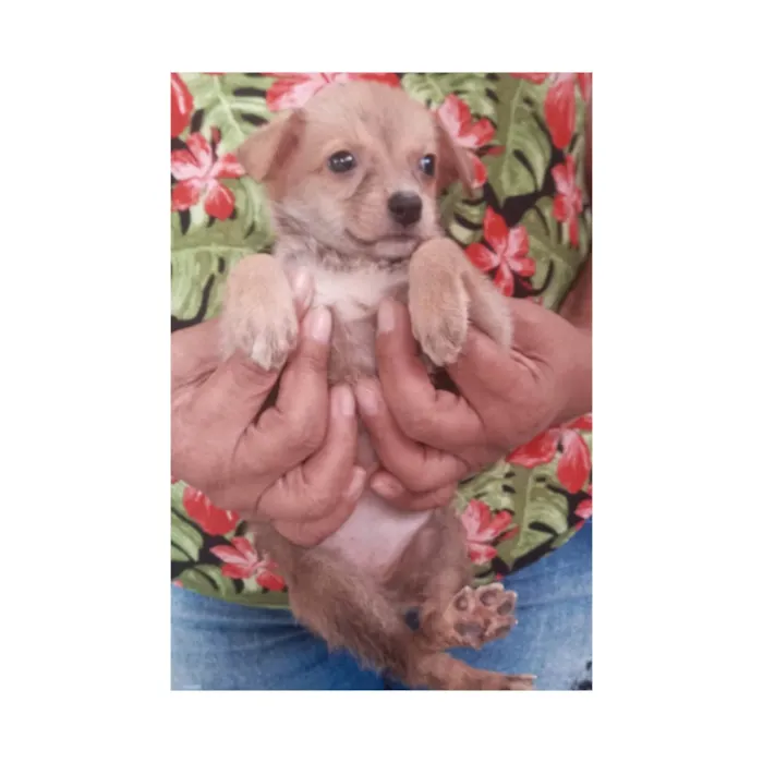 Cachorro ra a SRD-ViraLata idade Abaixo de 2 meses nome Fedora