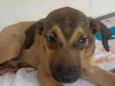 Tico