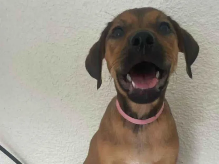 Cachorro ra a SRD-ViraLata idade 2 a 6 meses nome Donna