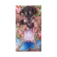 Lindinha