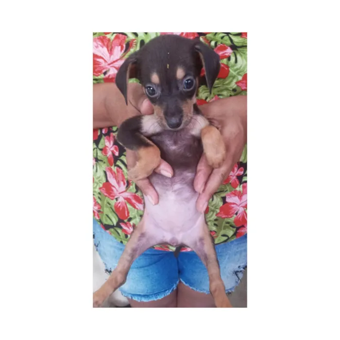 Cachorro ra a SRD-ViraLata idade Abaixo de 2 meses nome Lindinha