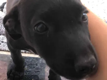 Cachorro raça SRD-ViraLata idade 2 a 6 meses nome Negrote 