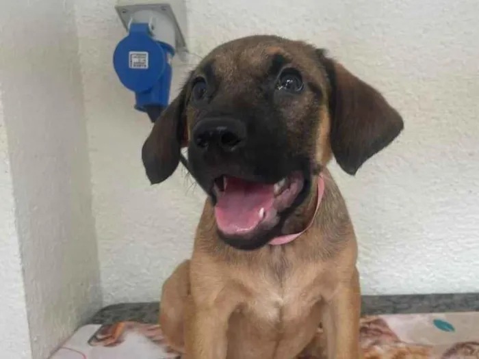 Cachorro ra a SRD-ViraLata idade 2 a 6 meses nome Pedrita 