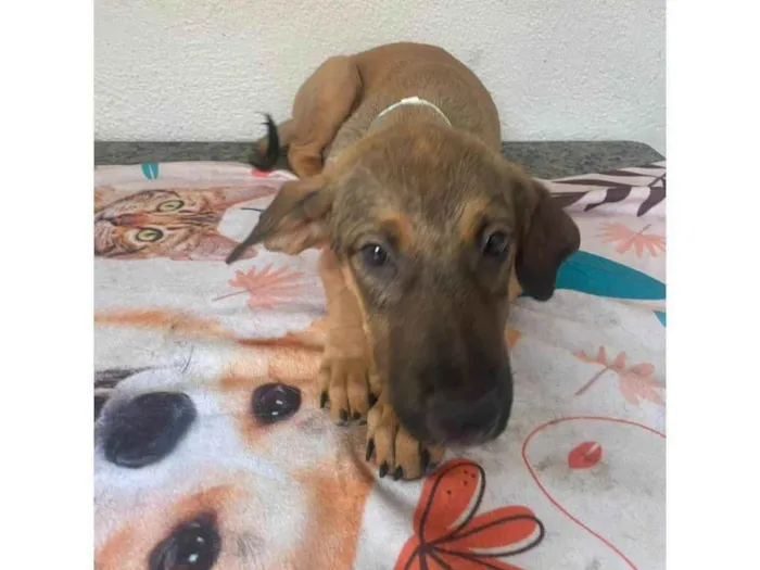 Cachorro ra a SRD-ViraLata idade 2 a 6 meses nome Teco 