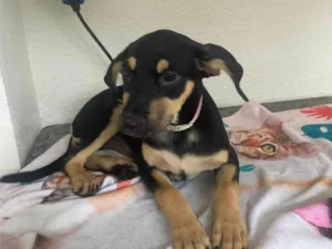 Cachorro raça SRD-ViraLata idade 2 a 6 meses nome Sol