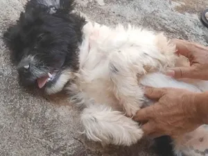 Cachorro raça Shih Tzu, Lhasa Apso (Mistura) idade 7 a 11 meses nome José