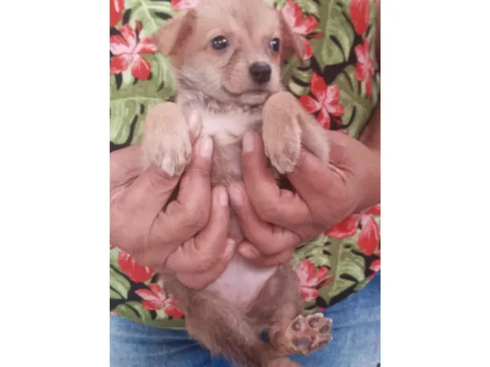 Cachorro ra a SRD-ViraLata idade Abaixo de 2 meses nome Fedora