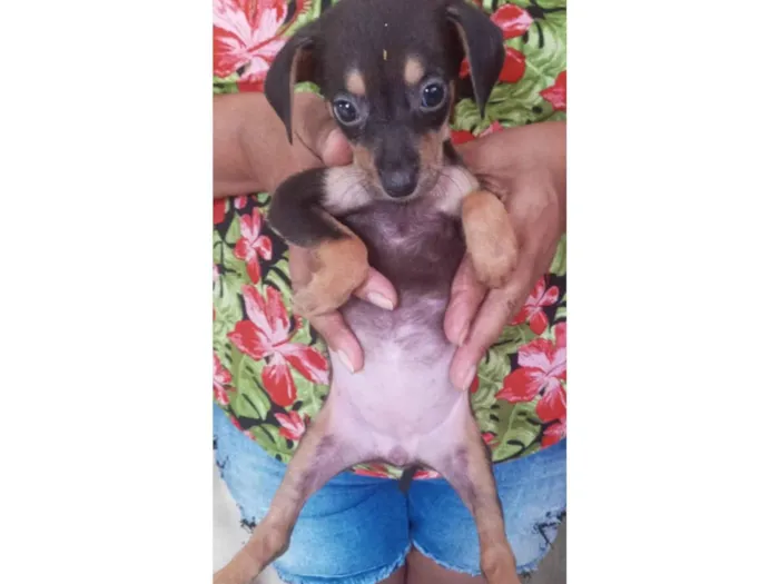 Cachorro ra a SRD-ViraLata idade Abaixo de 2 meses nome Lindinha