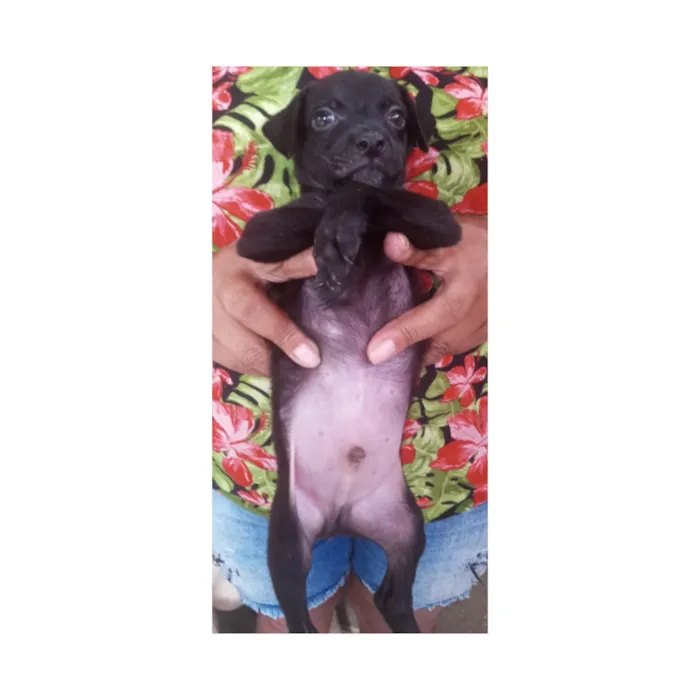 Cachorro ra a SRD-ViraLata idade Abaixo de 2 meses nome Teddy 