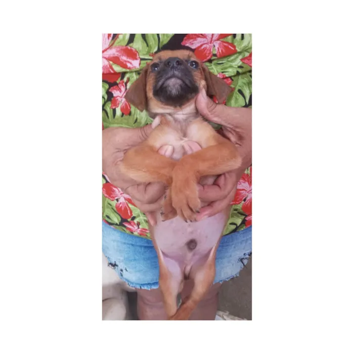 Cachorro ra a SRD-ViraLata idade Abaixo de 2 meses nome Boby