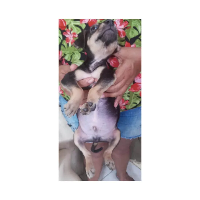 Cachorro ra a SRD-ViraLata idade Abaixo de 2 meses nome Toy
