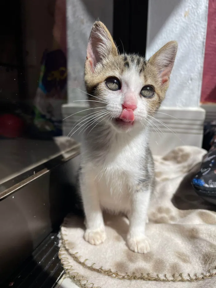 Gato ra a SRD-ViraLata idade Abaixo de 2 meses nome Paixão