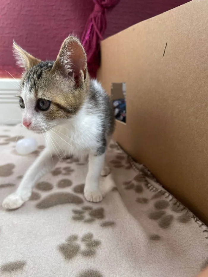 Gato ra a SRD-ViraLata idade Abaixo de 2 meses nome Paixão