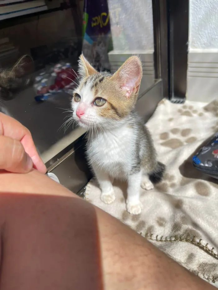 Gato ra a SRD-ViraLata idade Abaixo de 2 meses nome Paixão
