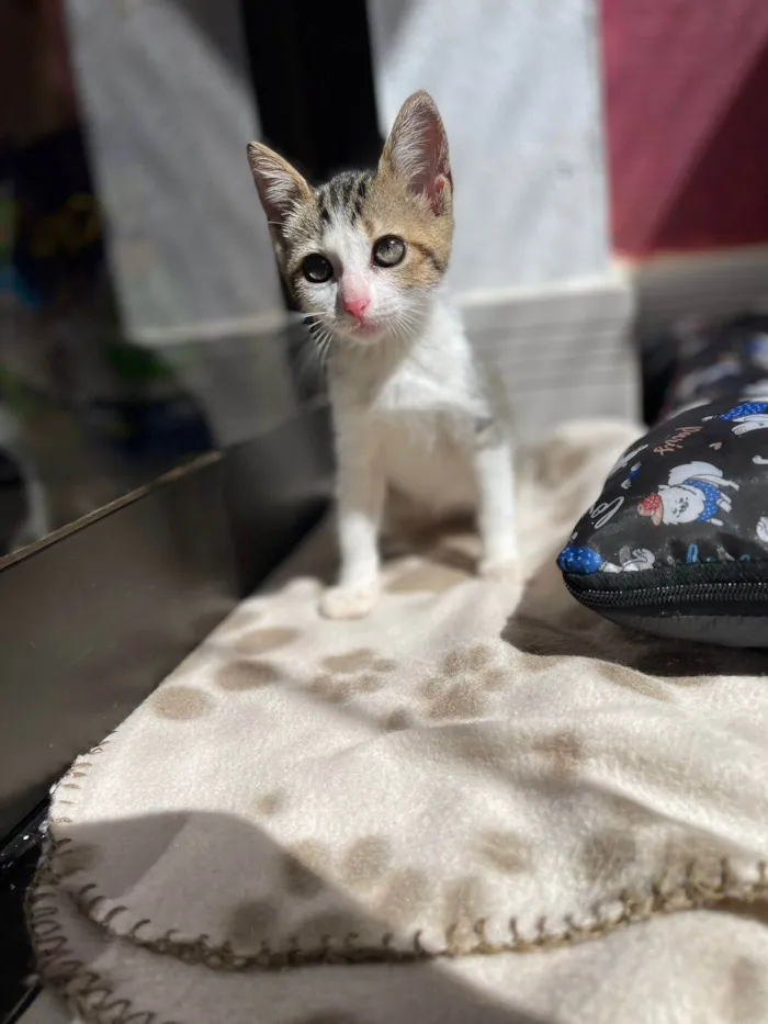 Gato ra a SRD-ViraLata idade Abaixo de 2 meses nome Paixão