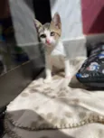 Paixão