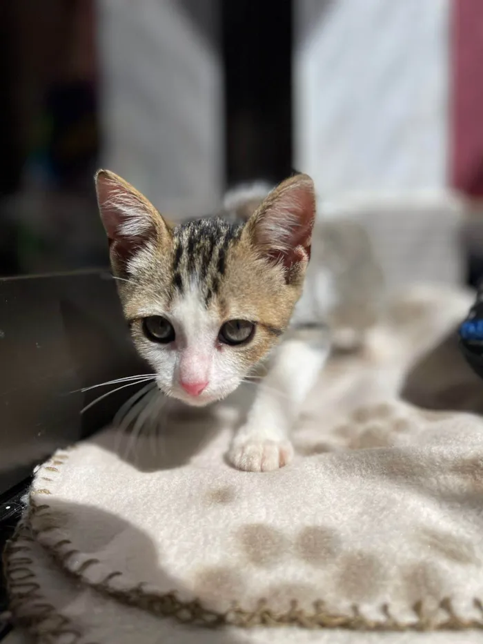 Gato ra a SRD-ViraLata idade Abaixo de 2 meses nome Paixão