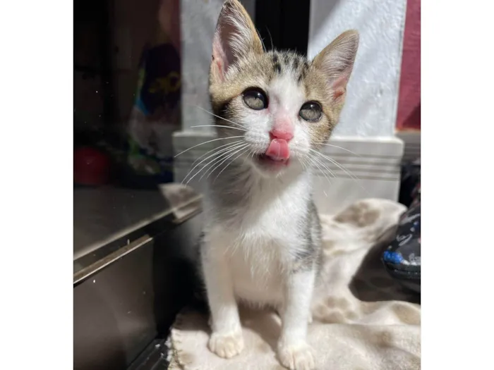 Gato ra a SRD-ViraLata idade Abaixo de 2 meses nome Paixão