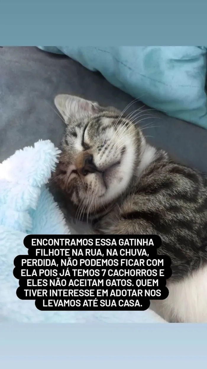 Gato ra a Rajada  idade Abaixo de 2 meses nome Sem nome