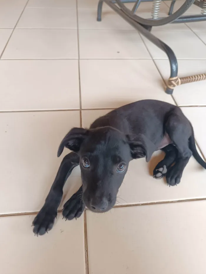 Cachorro ra a SRD-ViraLata idade 2 a 6 meses nome Pitoco