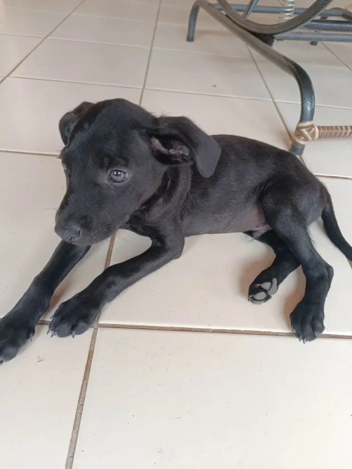 Cachorro ra a SRD-ViraLata idade 2 a 6 meses nome Pitoco